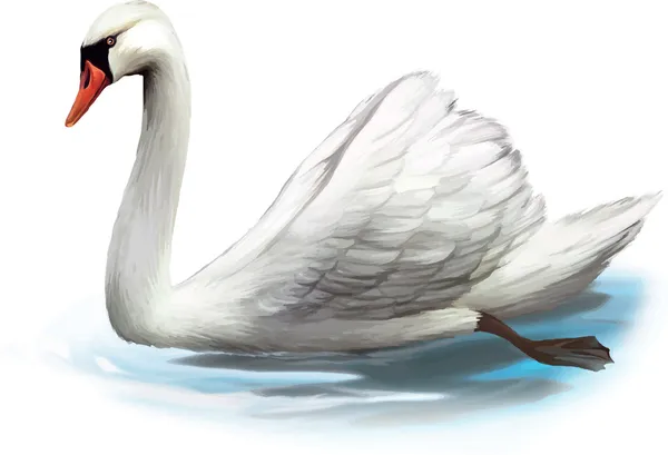 Cygne blanc — Image vectorielle