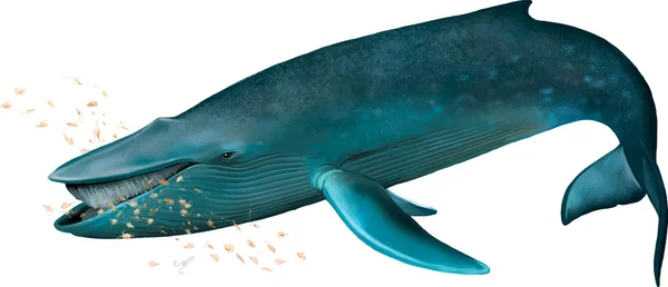 Young Blue whale. — Stock Vector