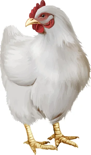 Chicken Vector Art Stock Images | Depositphotos