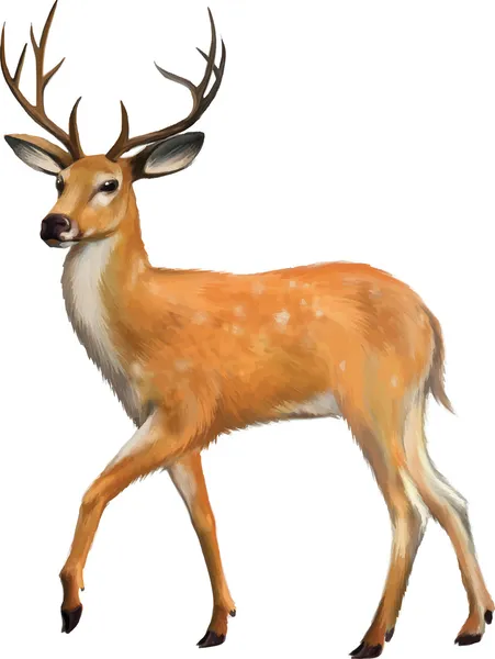Büyük boynuzlu güzel geyik — Stok Vektör