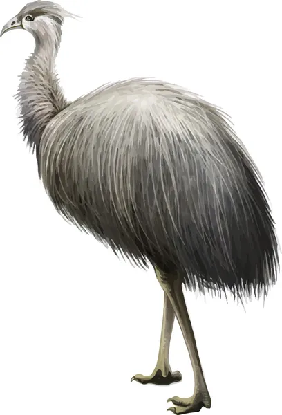 エミューストックベクター ロイヤリティフリーエミューイラスト Depositphotos