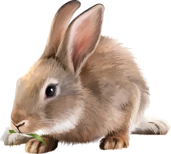 Szary królik — Wektor stockowy