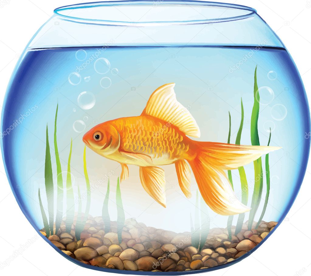 Gold fish in a Round aquarium with stones and plants.