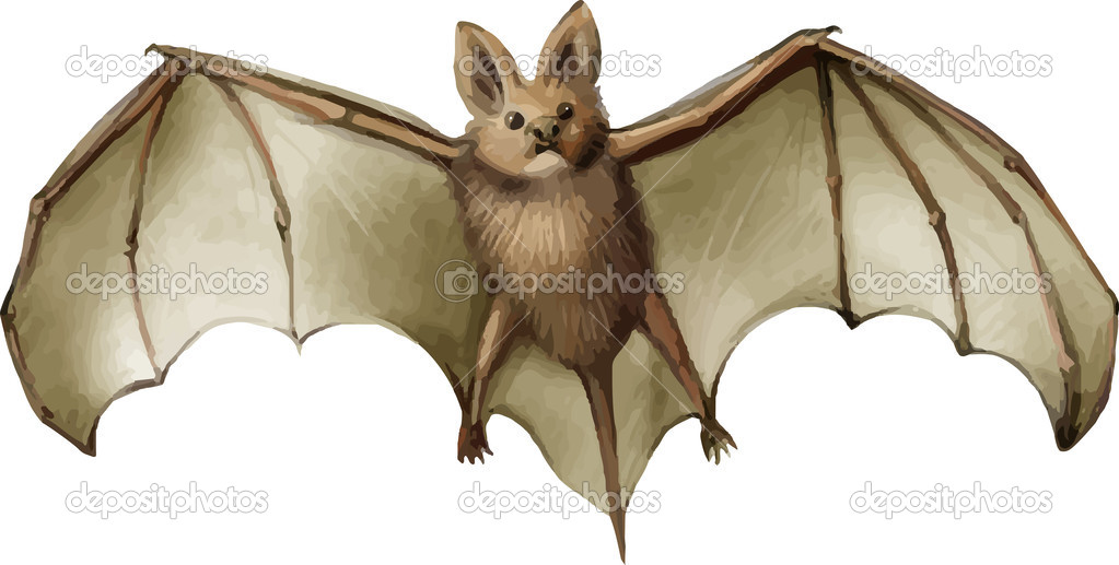 Vector Bat