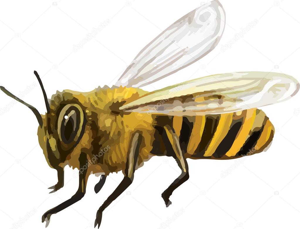 Vector Bee