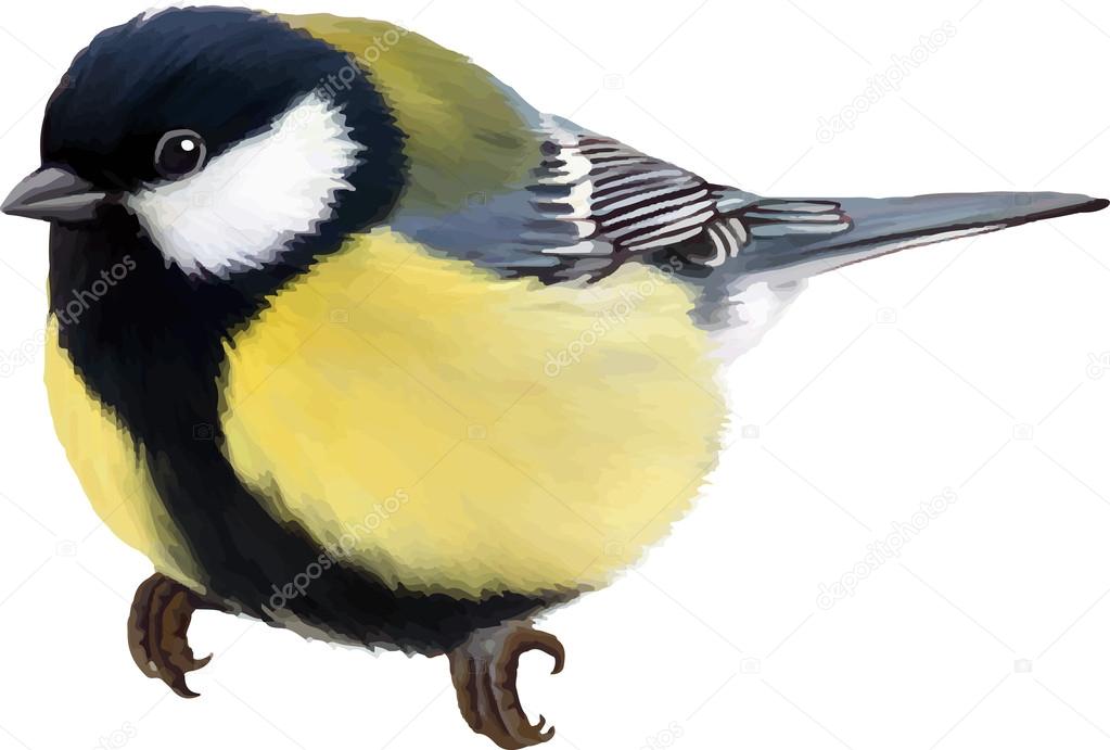 Great tit