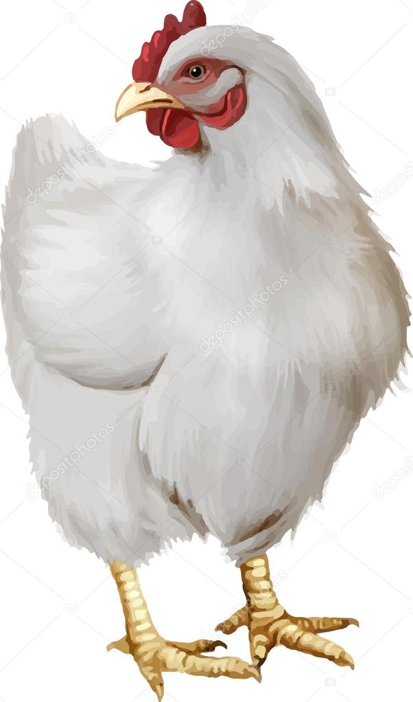 White chicken Stock Vector by ©YuliaAvgust 37554985