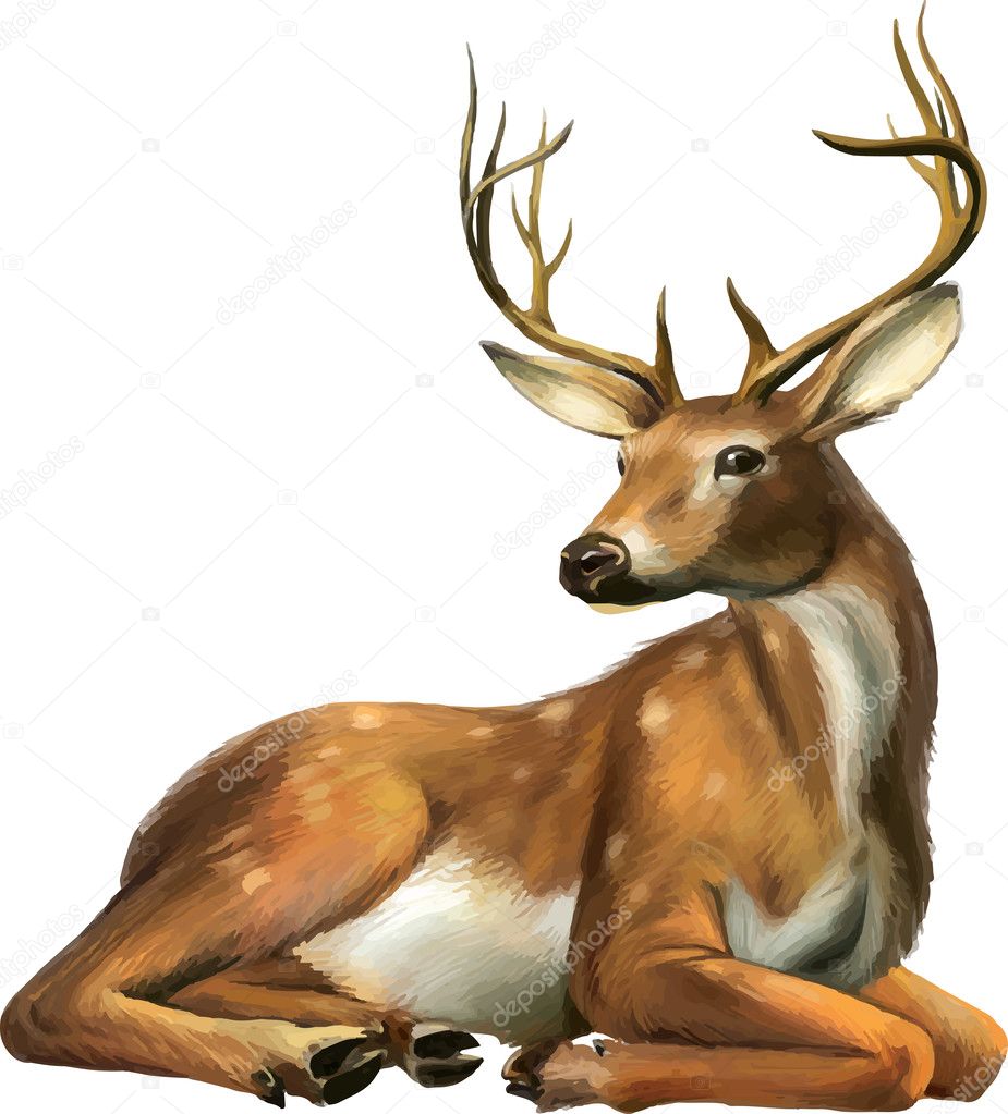 Beautiful deer with big horns