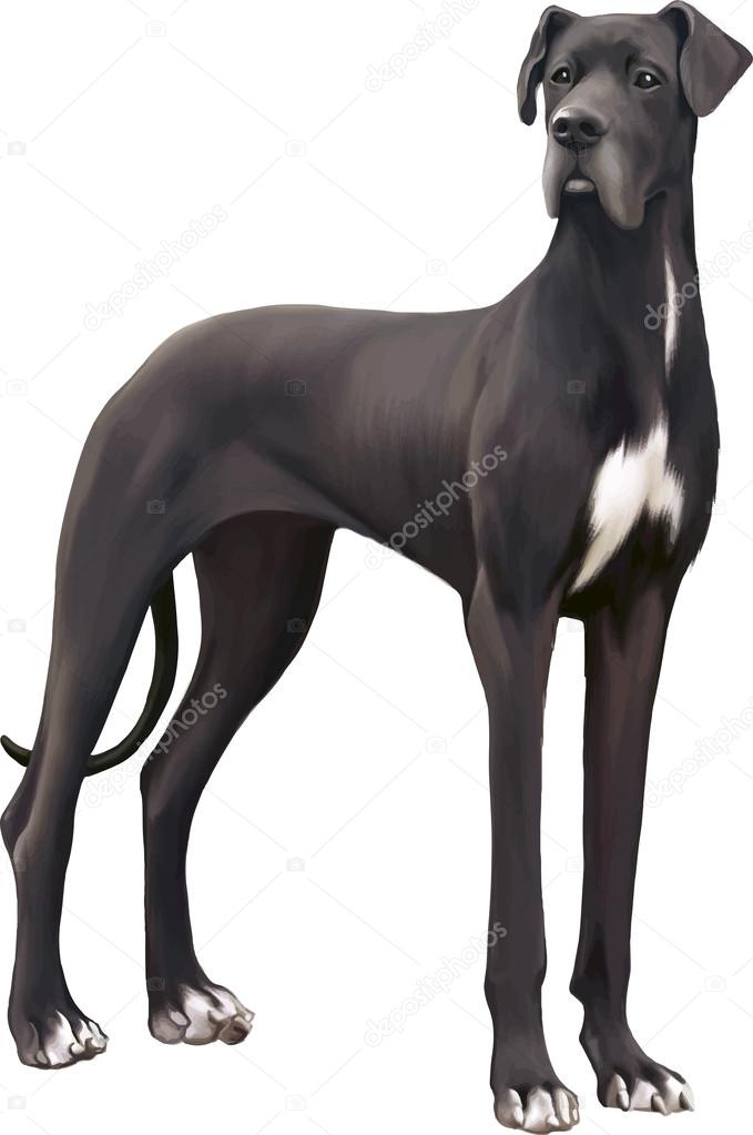 Black and white great dane