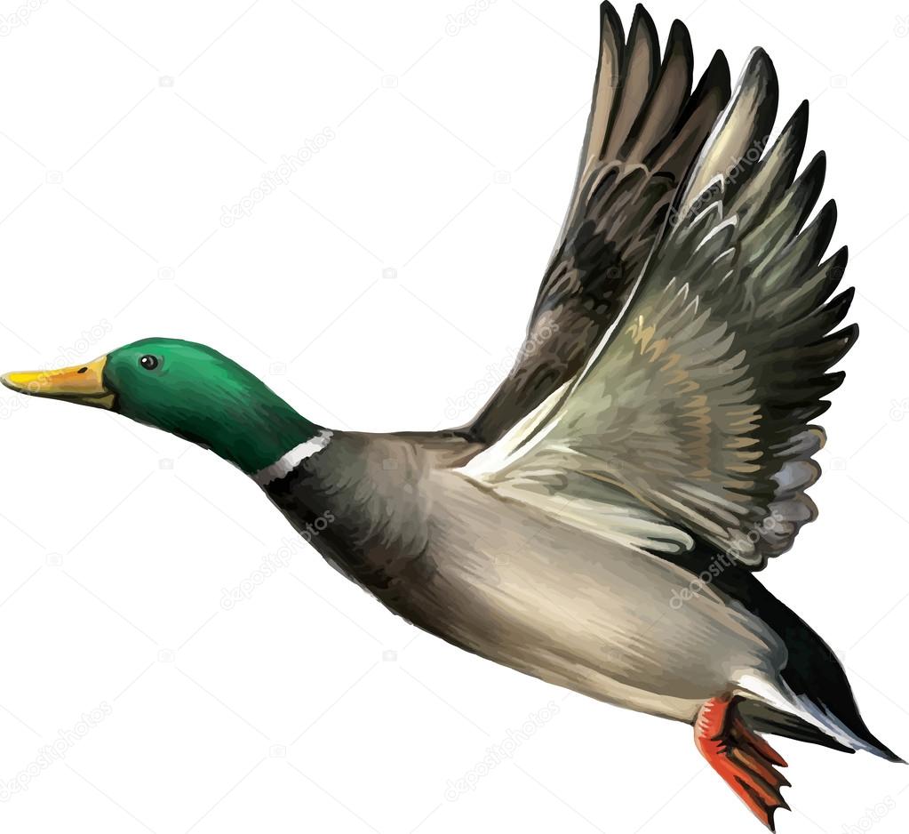 Wild mallard duck in flight