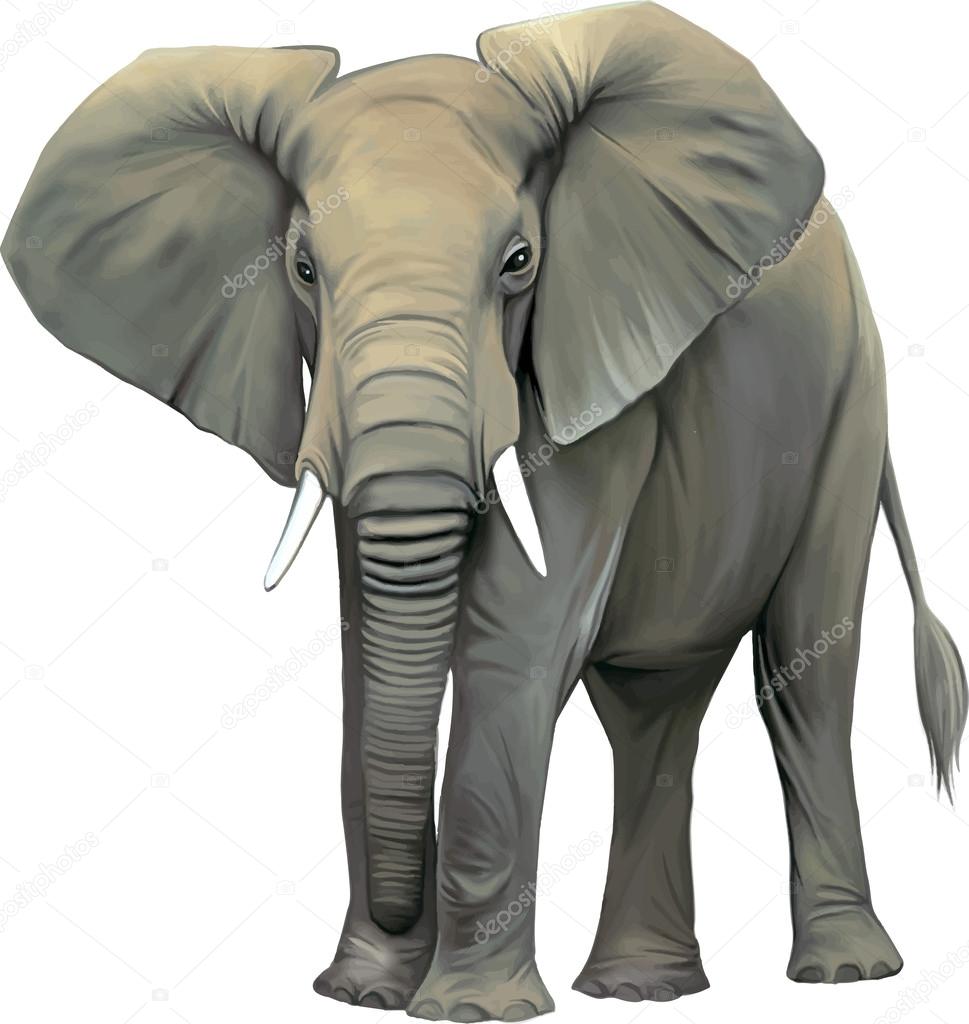 Big adult Asian elephant