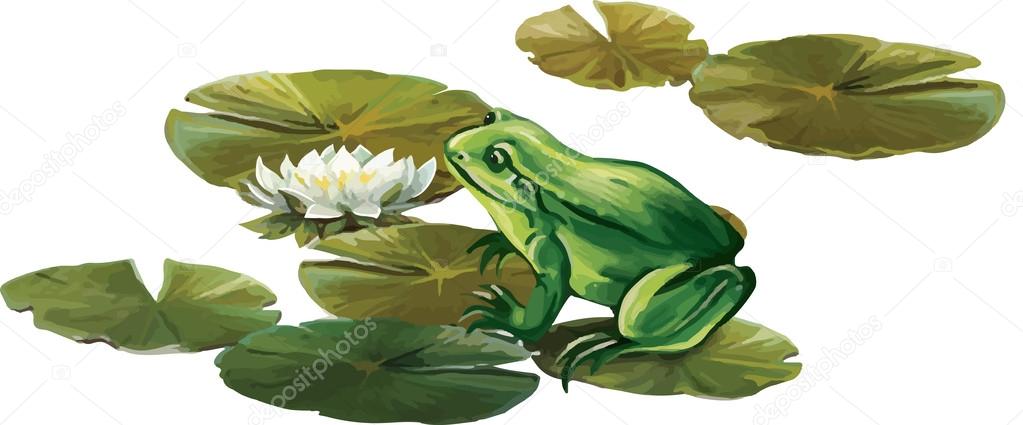 Frog sitting on a lily leaves
