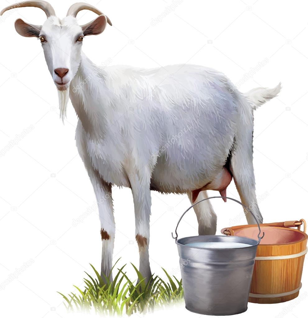 White goat with buckets full of milk