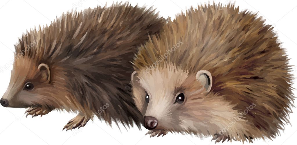 Two-toed hedgehogs