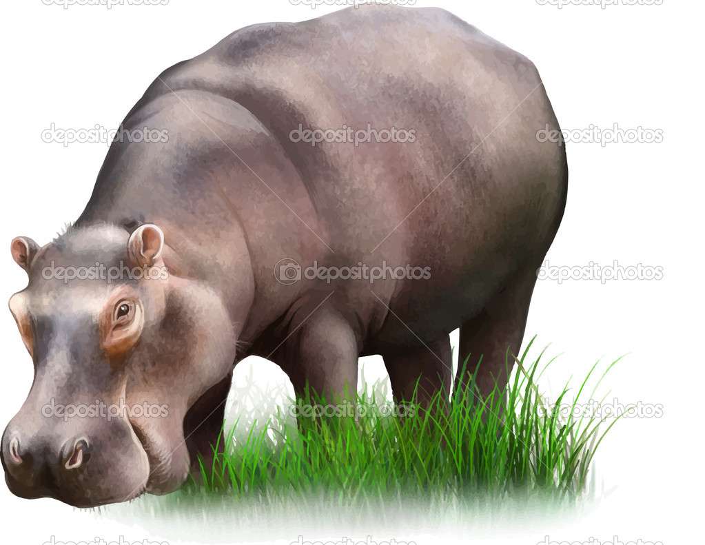 Hippopotamus on green grass