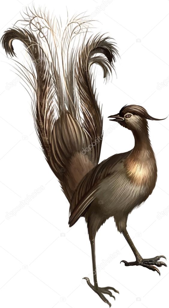 Beautiful lyrebird Stock Vector by ©YuliaAvgust 37555333