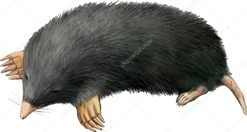 Realistic illustration of mole