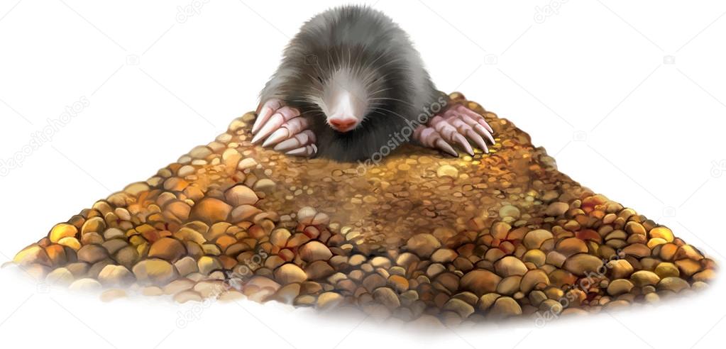 Animal Mole in molehill showing claws