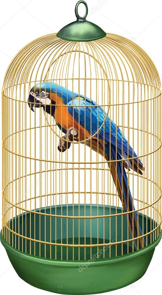 Parrot in a retro cage. Macaw in bird cage