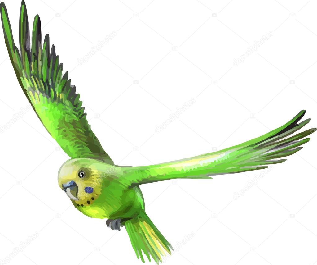 Green parrot in flight