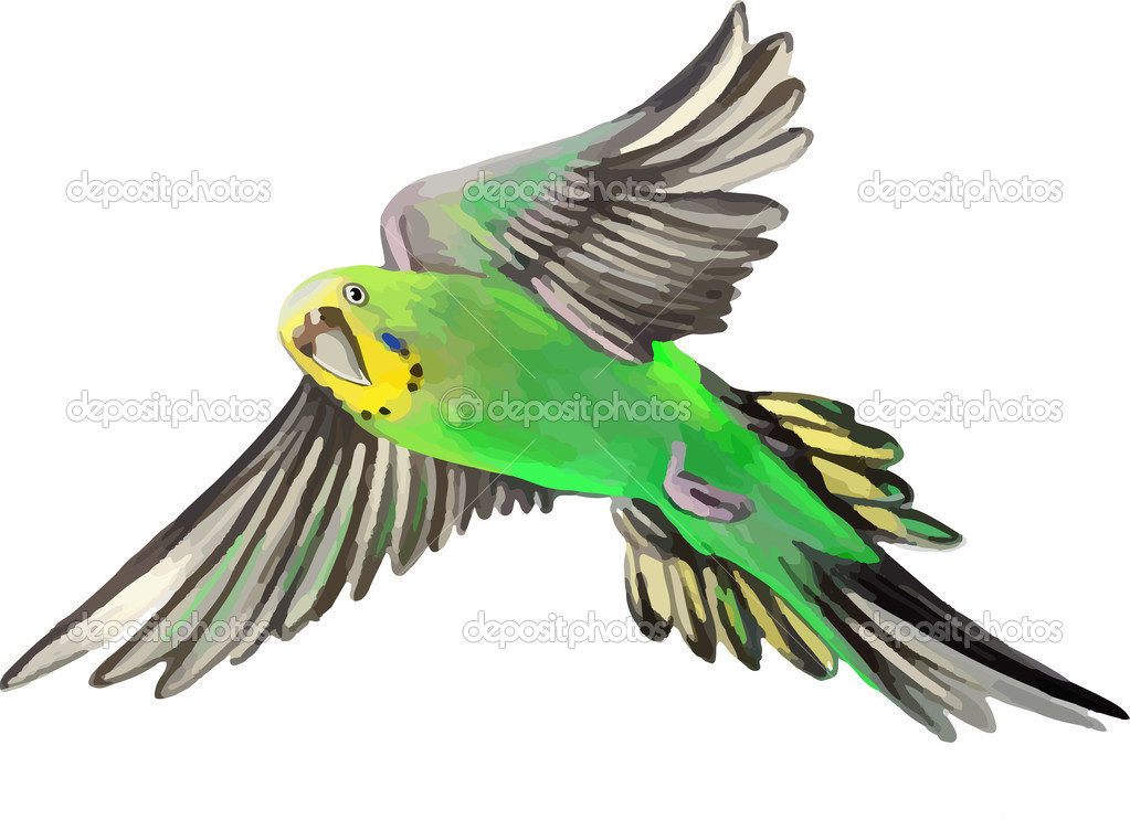 Green parrot in flight