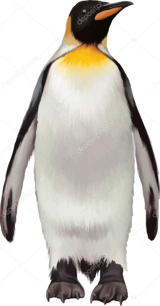 King Penguin