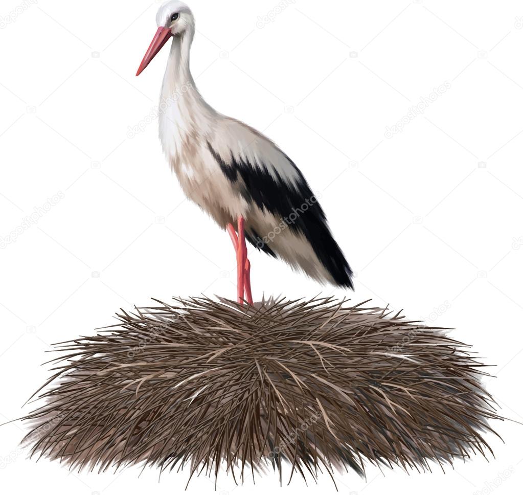 Adult stork standing in its nest. Spring