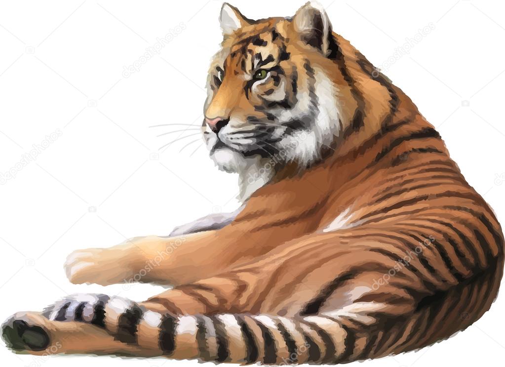 Adult tiger lying