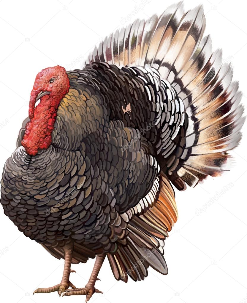 Male Turkey standing with big tail.