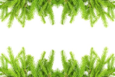 Spruce şubesi beyaz arka planda izole edilmiş. Yeşil köknar. Noel ağacı. tasarımcı için ayarlandı