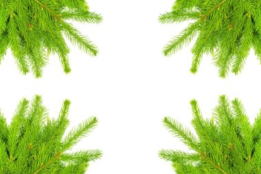 Spruce şubesi beyaz arka planda izole edilmiş. Yeşil köknar. Noel ağacı. tasarımcı için ayarlandı