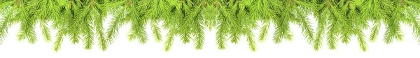 Spruce Branch Isolated White Background Green Fir Christmas Tree Set — Stockfoto