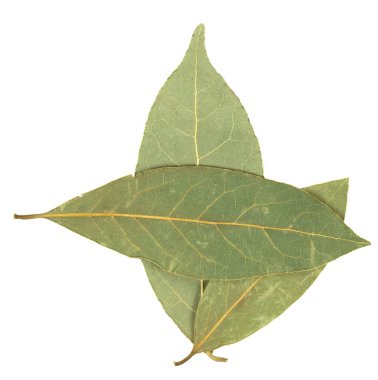 Saha yaprağı beyaz arkaplanda izole edildi