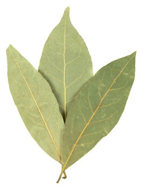 Saha yaprağı beyaz arkaplanda izole edildi