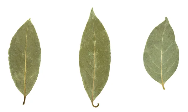 Hoja Laurel Aislada Sobre Fondo Blanco — Foto de Stock