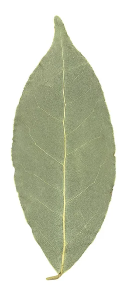 Hoja Laurel Aislada Sobre Fondo Blanco — Foto de Stock