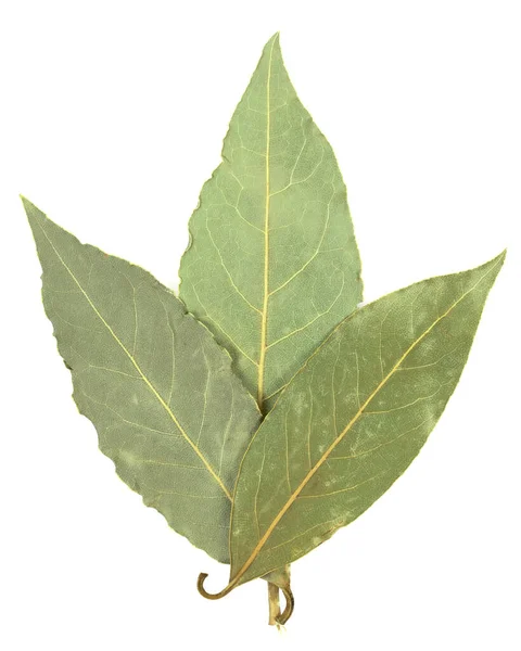 Hoja Laurel Aislada Sobre Fondo Blanco — Foto de Stock