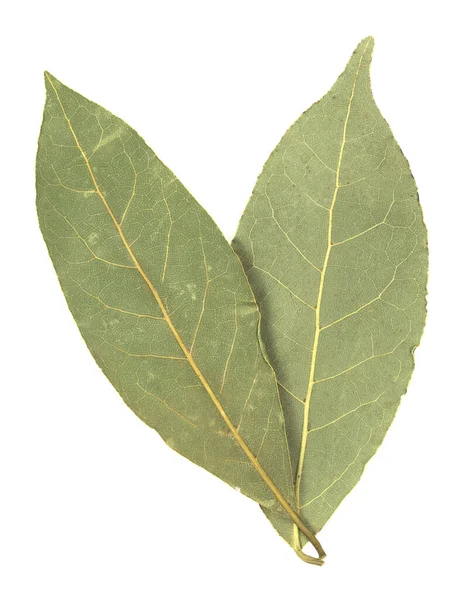 Hoja Laurel Aislada Sobre Fondo Blanco — Foto de Stock