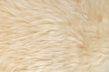 bej kabarık yün doku arka planı. Beyaz doğal kürk dokusu. Tasarımcılar için yakın plan