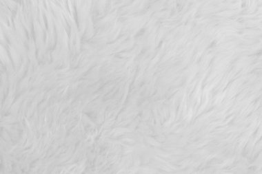 Beyaz kabarık yün dokusu. Doğal kürk dokusu. Tasarımcılar için yakın plan