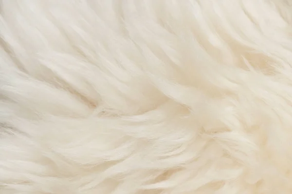 Beyaz Kabarık Yün Dokusu Doğal Kürk Dokusu Tasarımcılar Için Yakın — Stok fotoğraf