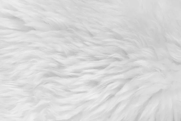 White Fluffy Wool Texture Background Natural Fur Texture Close Designers — Stock Photo, Image