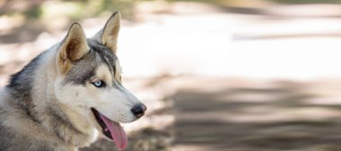 Sokakta sinsi bir köpek.