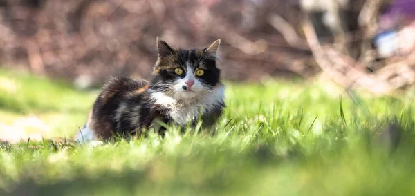 Gato Sentado Jardim Gras Verde — Fotografia de Stock