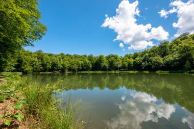 göl ve bir parkta ağaçların