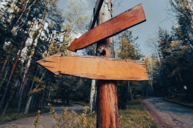 Blank wooden directional signs on tree