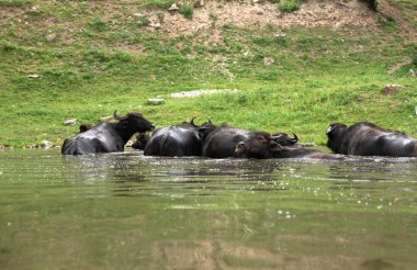 İnekler gölde bir nehir