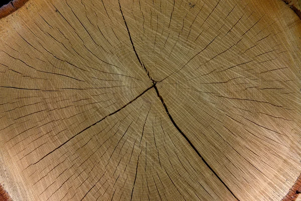 Log cut texture — Stock Photo, Image