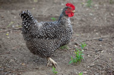 tavuk çiftliği