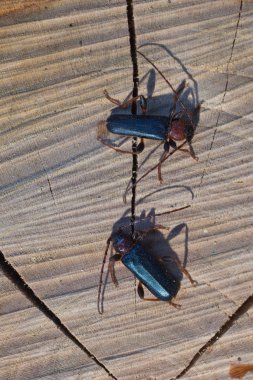 Longhorn beatle